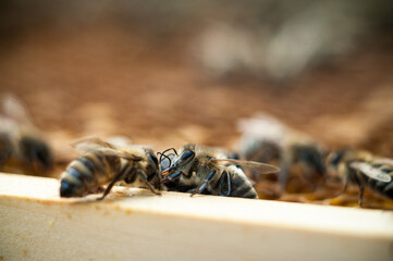 Bienen tauschen sich aus, Übergabe aktueller Informationen, Hive Teamwork.