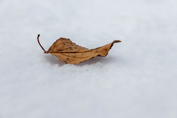 Fallen autumn leaf in the snow