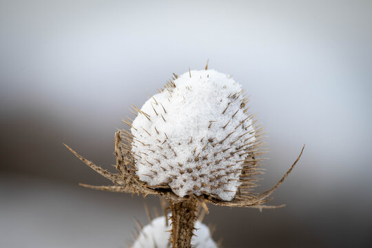 Dry thorn covered with snow