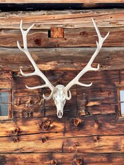 deer skull on wooden background