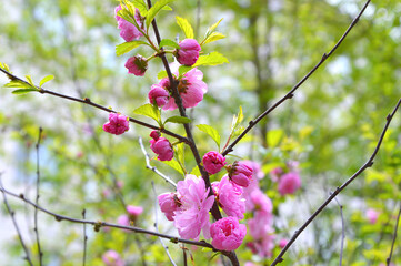 Branch of blossoming sakura growing in the Primorsky krai in spring.
