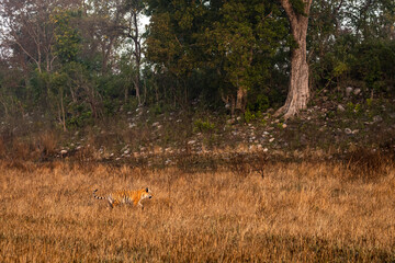 side view of wild bengal tiger on early morning stroll for territory marking at grassland area of terai region forest at uttarakhand india - panthera tigris tigris