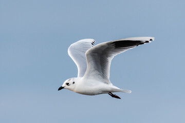 ズグロカモメ成鳥冬羽飛翔(Saunders's gull)