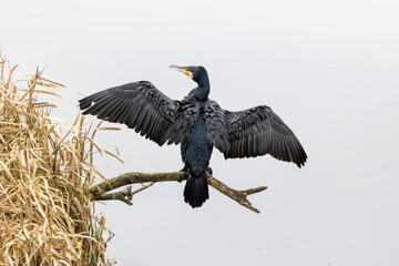 Great cormorant on a bright day