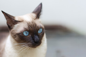 Siamese cat with blue eyes sitting on the floor. Thai cat looking somrthing.