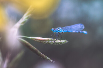 damigella blu (insetto), zigottero, zygoptera, posato su stelo d'erba con sfondo colorato e...