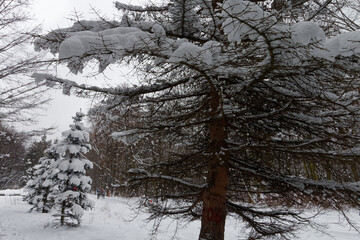 Park Śląski pokryty śniegiem. © Miroslaw