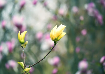 Obraz premium yellow magnolia flower on a natural background of a spring garden. 