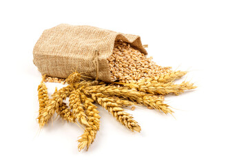 grains of wheat or rye in bag with bunch of dry ears isolated on white background