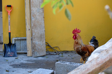 rooster in the farm
