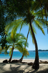 palm trees on the beach