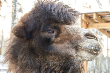 camel in winter. nursery for various animals