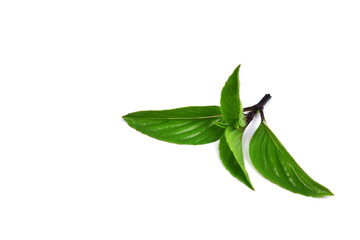 green leaf isolated on white background