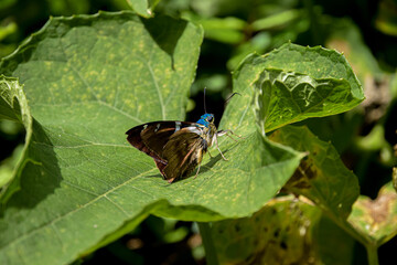 butterfly on leaf
