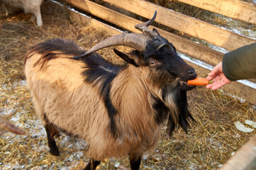 nursery for various animals. feeding the ram