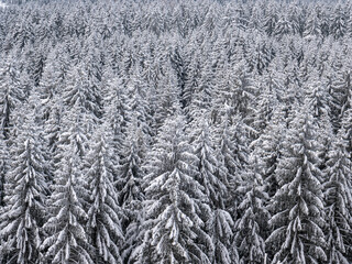 Wald mit schneebedeckten Tannen im Vogtland