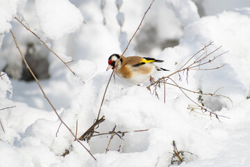 Goldfinch, a multi-colored colorful bird from the Finch family sits on a branch of a Bush with seeds and pecks them. Snowy winter and Sunny weather