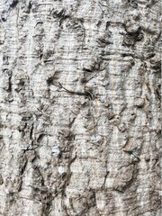 The bark of the tree has a beautiful pattern suitable for a background image.