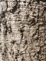 The bark of the tree has a beautiful pattern suitable for a background image.