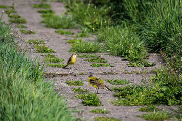 Deutsche Schafstelzen auf dem Kolonnenweg an der ehemaligen Deutsch Deutschen Grenze
