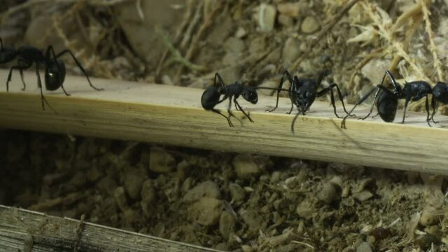 Weaver Ants (Polyrhachis simplex) in social behavior
