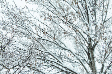 snow covered branches