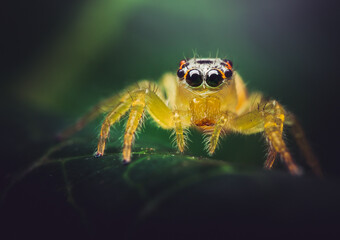 Closeup of a Jumping Spider