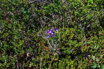 Flowers in Torres del Paine National Park, Patagonia, Chile