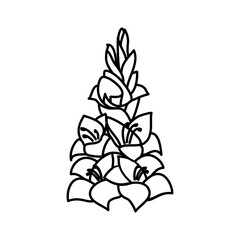 Gladiolus Floral Hand Drawn. Vector Design Illustration Sign.