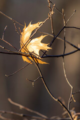 Golden Maple Leaf