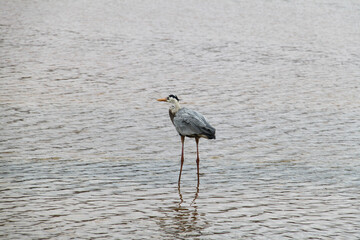 Great Blue Heron of the Galapagos Islands