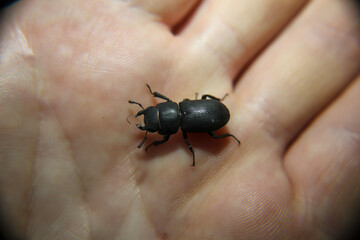 Eine Nahaufnahme eines schwarzen Käfers.