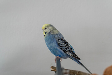 Budgie pair in blue on cage