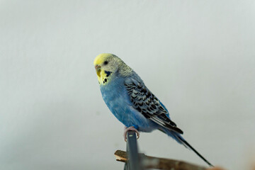 Budgie pair in blue on cage