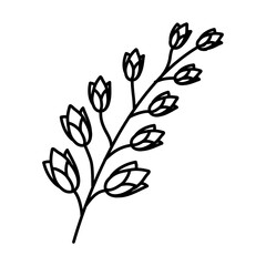 Hypericum Floral Hand Drawn. Vector Design Illustration Sign.
