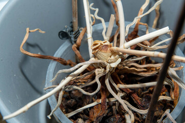 dried roots of an orchid in a pot