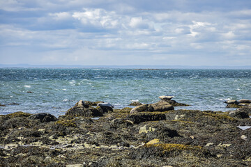 Fototapeta na wymiar Picturesque Bic Park (Parc national du Bic). Due to its location on southern shores of Saint Lawrence River, park is home to large populations of harbor seals and gray seals. Quebec Province, Canada.