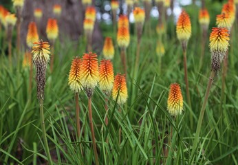 A close view of a bed of Red Hot Pokers or Kniphofia.