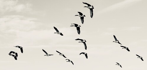 flying geese