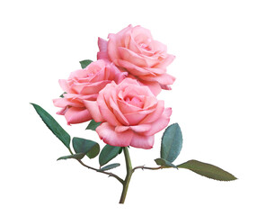 Pink Rose flowers isolated on white background for love wedding and valentines day