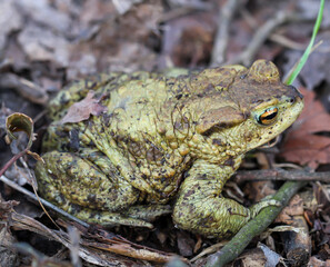 Eine Erdkröte, Boa Boa am Rand eines Teiches.
