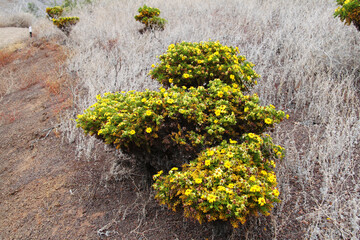 Flower bushes in the Galapagos Islands