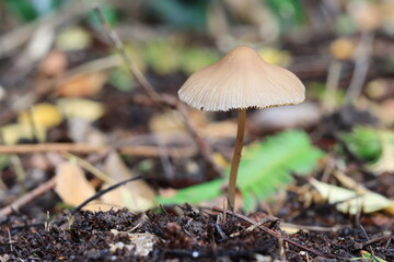 lonely mushroom