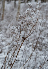 Dry meadow grasses under the snow.Winter forest.