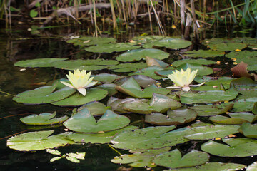 Blick auf die Knospe einer Seerose oder Wasserlilie.
