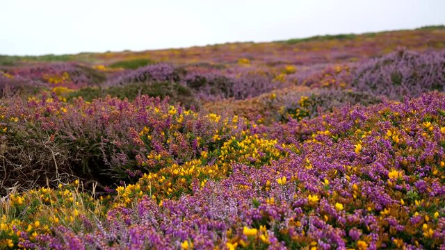Vivid colors of wild blooming heather flowers in Cornwall moorland, top of the hill background.
