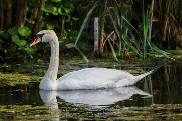 Ein Schwan in seinem Revier einem Teich.

