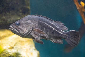 シマソイ　美味しい白身魚