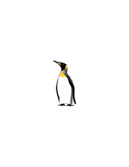 illustration of penguin