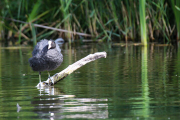 Ein Teichhuhn, Blässhuhn steht auf einem umgestürzten Baum im Teich.
